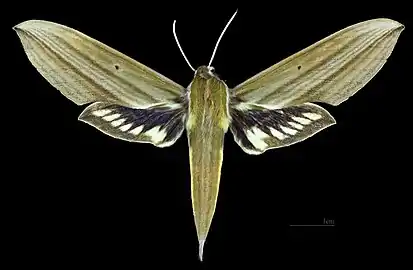 Avers de la femelle(coll.MHNT)