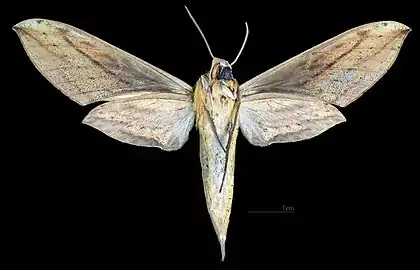 Revers de la femelle(coll.MHNT)