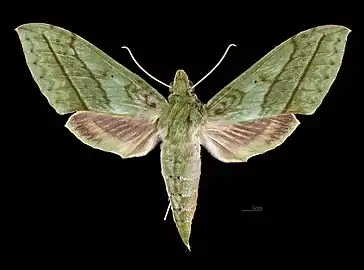 Avers de la femelle (coll.MHNT)