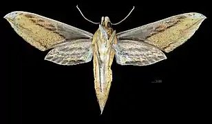 Revers de la femelle (coll.MHNT)