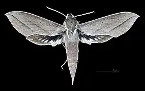 Face dorsale de la femelle (coll.MHNT)