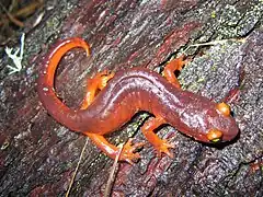 Ensatina eschscholtzii xanthoptica