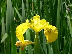 Iris jaune (Iris pseudacorus) dans les fossés humides.