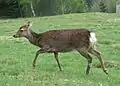Jeune Cerf sika (Cervus nippon)