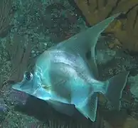 Zanclistius elevatus