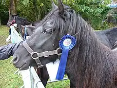 Type originel primé, vue de profil.