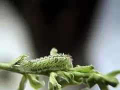 Chenille.