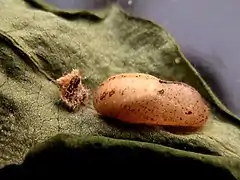 Chrysalide.