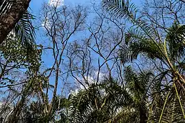 Zone dégradée en reconstitution.