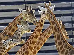 Au Parc Zoologique de Paris.