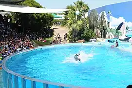 Delphinarium.