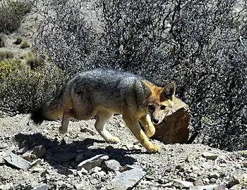 Renard de Magellan à l'entrée de la réserve naturelle de Villavivencio, 2015