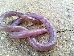 Zygaspis quadrifrons, un reptile du groupe des Amphisbaenia.