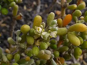 Branche en floraison et fructification.