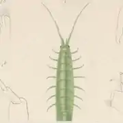 Synischia hectica, un autre isopode mimétique.