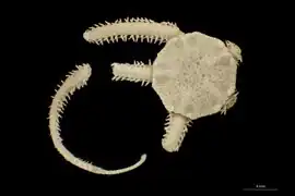 Amphichondrius granulosus