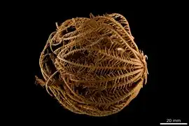 Phanogenia schoenovi