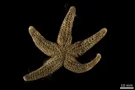 Echinaster cribella