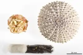 Echinometra vanbrunti