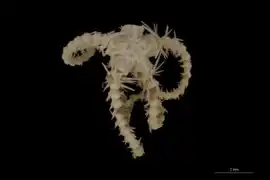 Ophiothamnus remotus