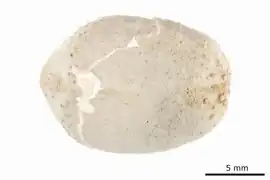 Palaeotropus loveni