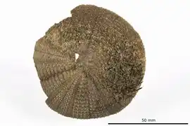 Toxopneustes elegans