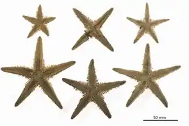 Astropecten variabilis