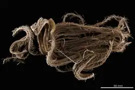 Comanthus parvicirrus