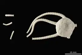 Ophioglypha clemens.