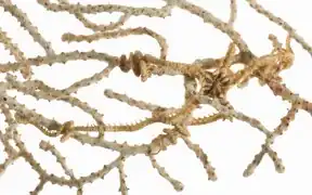 Astroceras pergamenum