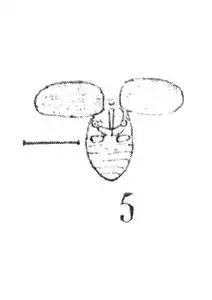 Chrysomela Ceresti 1937 Nicolas Théobald pl. XXVIII p. 394 holotype F73 coll. Fliche Ecole des E. et F. Nancy Insectes du Stampien de Céreste (Basses-Alpes).