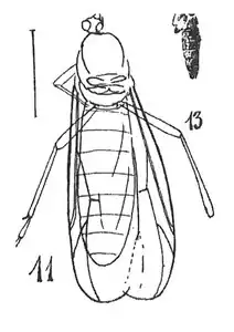 Plecia gigantea 1937 Cotype éch 156, Soc ind. Mulhouse.