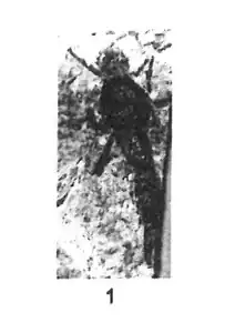 Plecia miegi ⚨ Cotype éch. R97 .