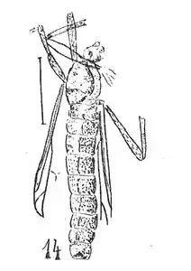 Plecia miegi mâle Cotype éch R971.