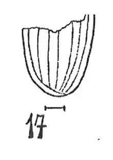 Harpalus oustaleti Meunier 1937 N. Théobald éch. R756 x4 p. 165 pl. XII Coléoptères du Sannoisien de Kleinkembs.
