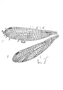 Lestes regina 1937 N. Th. ailes de C1, x3, p. 112, Pl. X, Insectes du Sannoisien de Célas (Gard).