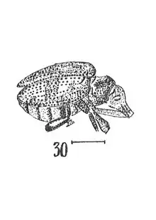 Sitona cf margarum Germar, 1937 N. Th. éch R819 x4 p.185 pl. XII Coléoptères du Sannoisien de Kleinkembs.