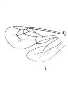 Tetralonia berlandi 1937 N. Th. aile de C31 x8 p. 131 Pl. X Insectes du Sannoisien de Célas (Gard).