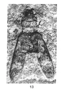 Thanasimus ostenderus contre-empreinte 1937 N. TH. éch R769 x3 p. 169 Pl. III Insectes du Sannoisien de KleinKembs.