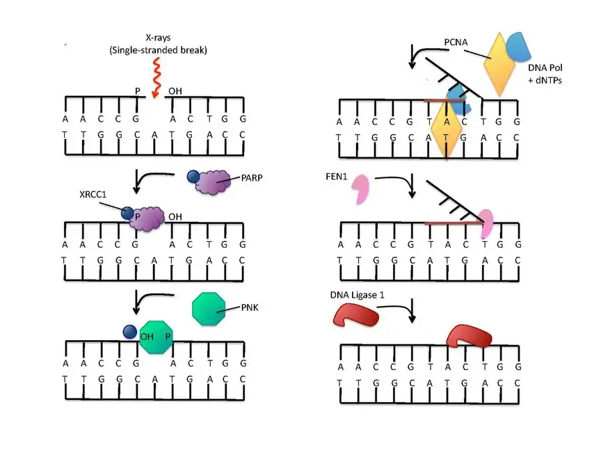(en) La réparation de l'ADN rompu sur un seul brin est amorcée par la liaison à la PARP-1. La protéine XRCC1 (en) forme un complexe avec une polynucléotide kinase (PNK) qui agit sur les extrémités des brins. La protéine PCNA sert de clamp pour assister l'activité de l'ADN polymérase. La protéine FEN1 (en) élimine ensuite le brin 5’ remplacé, et enfin une ADN ligase assure la suture des brins réparés.